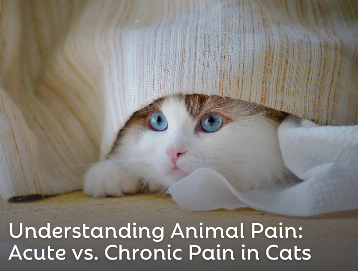 Understanding Animal Pain: Acute vs. Chronic Pain in Cats