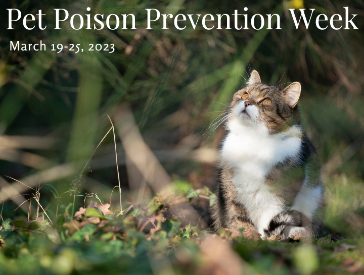 Pet Poison Prevention Week: March 19-25