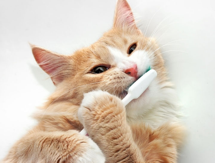 Norwalk Pet Dentist | Pet Teeth Cleaning